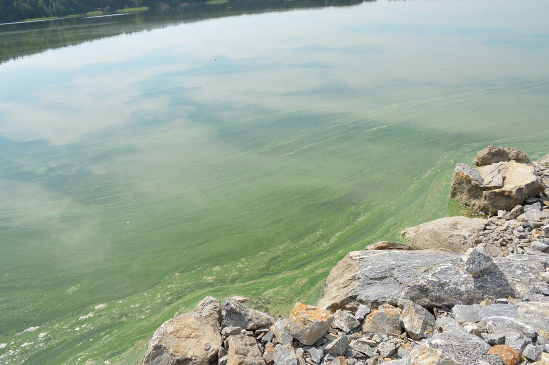 По огуречному озеру между. Остров огуречный в Новосибирском водохранилище. Зеленая Бердь. Источник реки берди человеком. Острова огуречный в Бердском заливе.