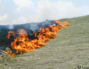 В Новосибирской области сохранится чрезвычайная пожароопасность